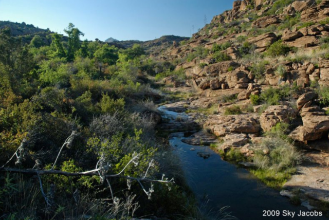 Devil's Canyon Agave