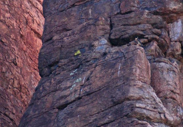 Peregrine Falcon