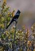 devils_canyon28