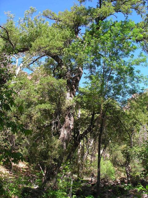 devils_canyon31