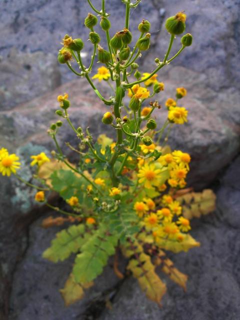 devils_canyon38