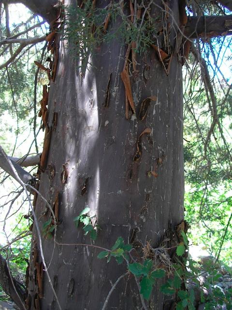 devils_canyon43